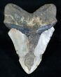 Bargain Inch Megalodon Tooth #3914-2
